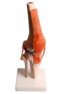무릎관절모형 대퇴골,슬개골,연골,인대 포함/신체모형/관절모형