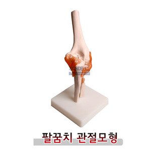 팔꿈치 관절모형/인체모형/실습모형/골격모형/Elbow joint